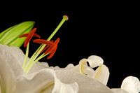 Lilywhite